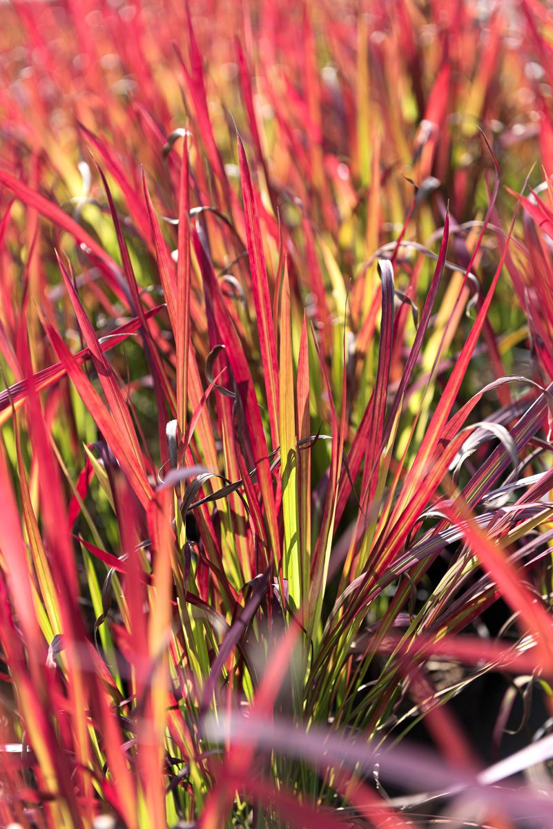 Japanisches Blutgras Red Baron