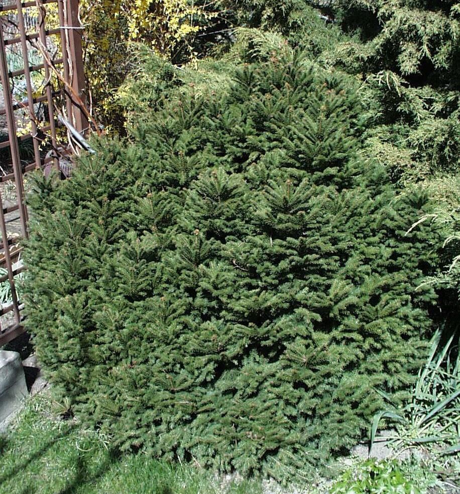 Nestfichte Nidiformis Nestfichte Nidiformis