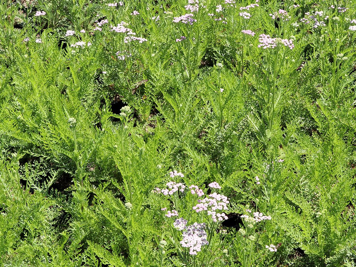Schafgarbe Lilac Beauty