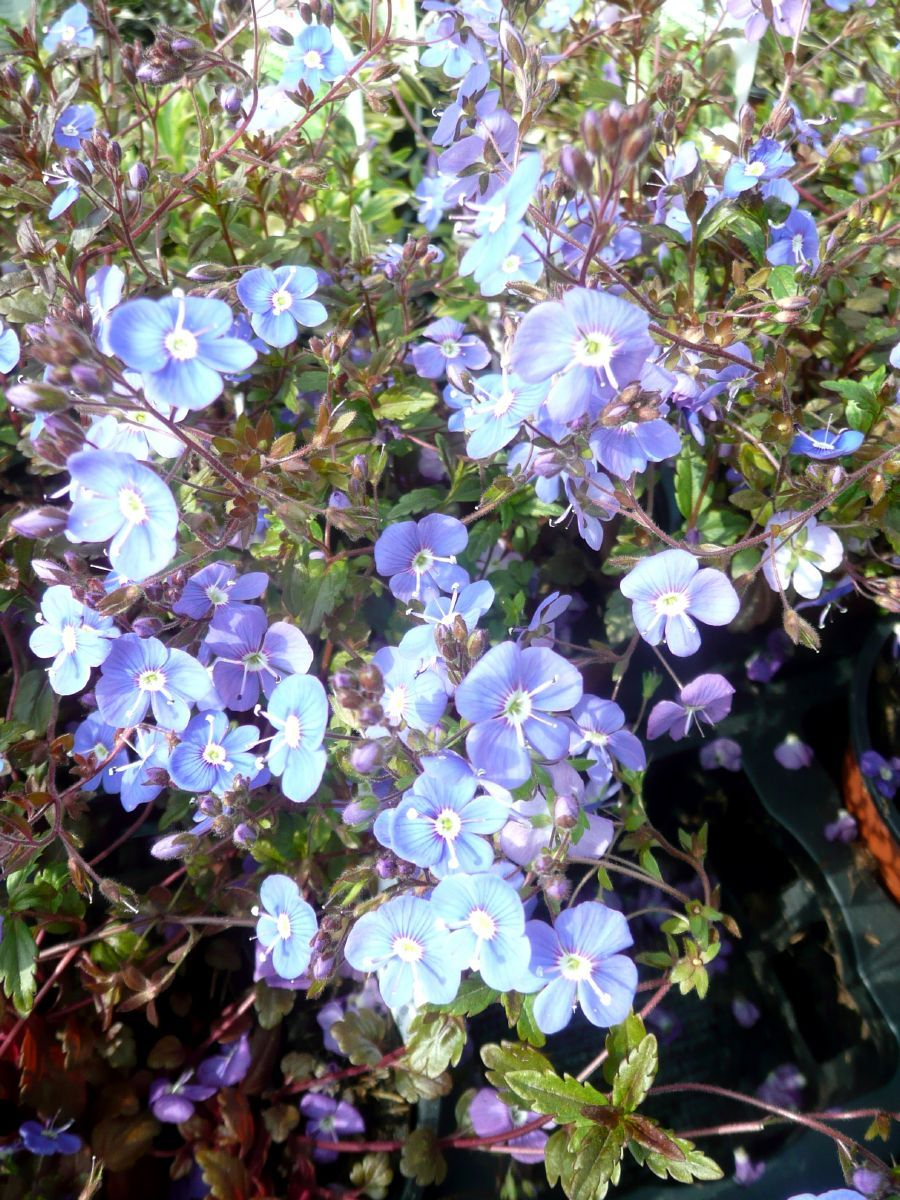 Ehrenpreis Georgia Blue Ehrenpreis Georgia Blue