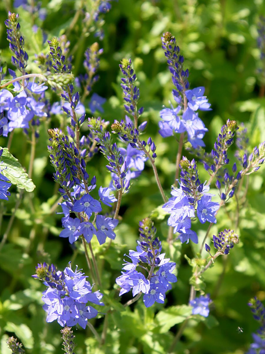 Grosser Ehrenpreis Grosser Ehrenpreis