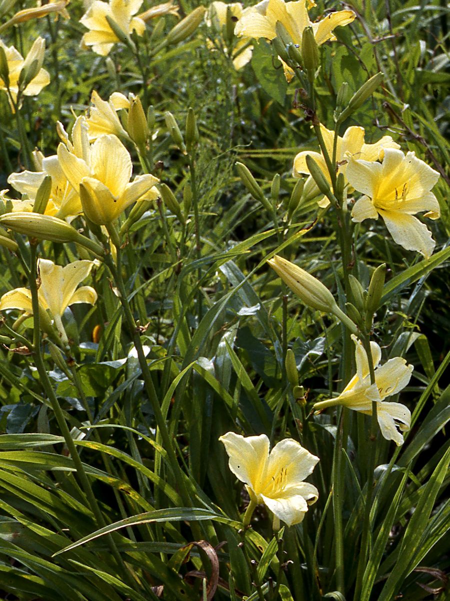 Taglilie Mary Todd Taglilie Mary Todd