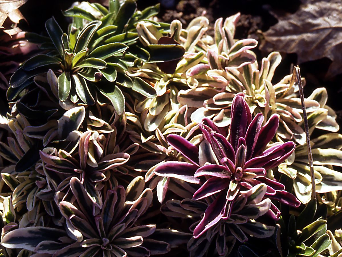 Weissbunte Gänsekresse Variegata