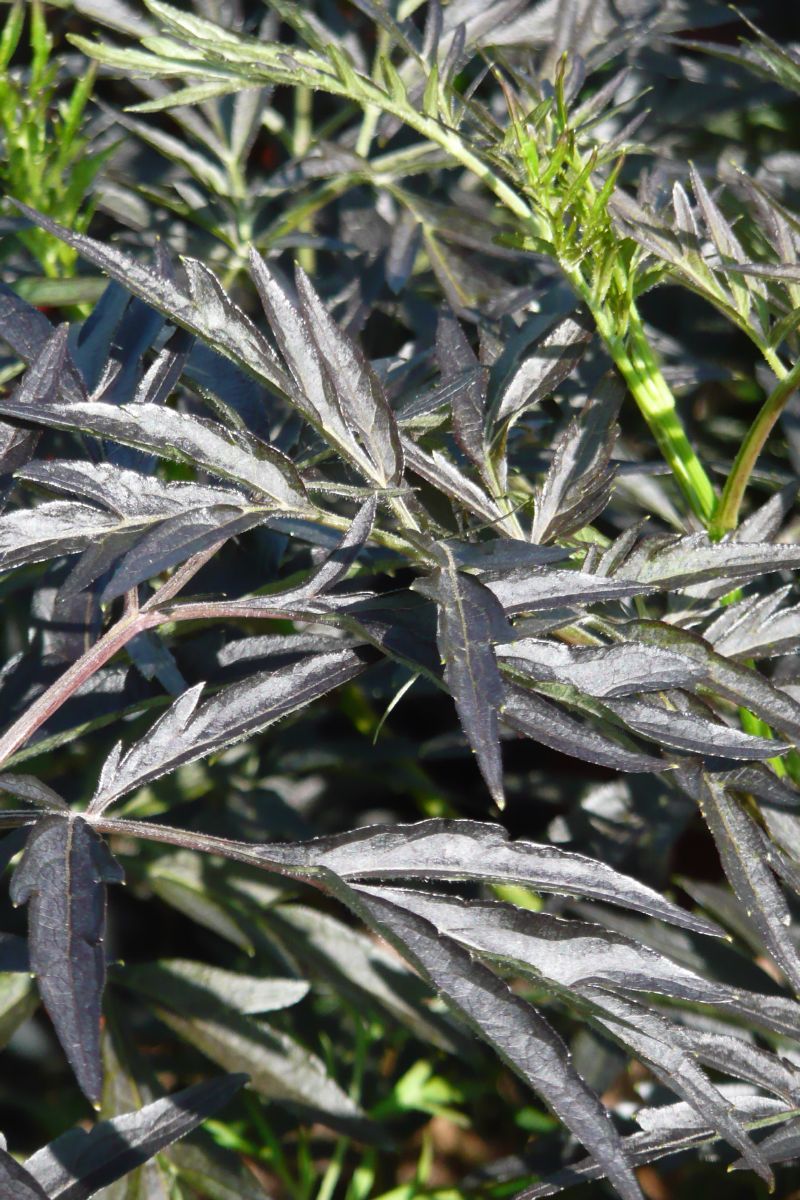 Farnblättriger Holunder Black Lace® Farnblättriger Holunder Black Lace®