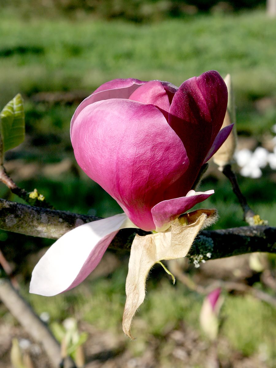 Tulpenmagnolie Lennei Tulpenmagnolie Lennei