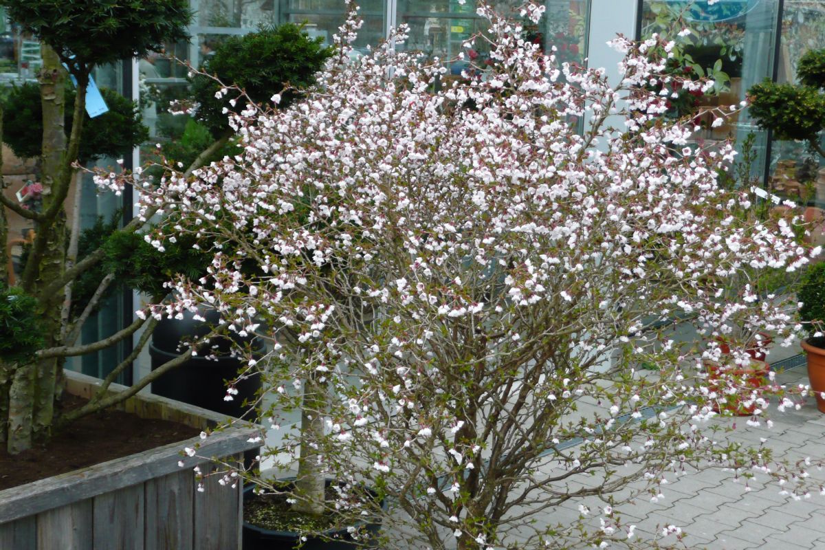 Frühlingszauber Gefäss