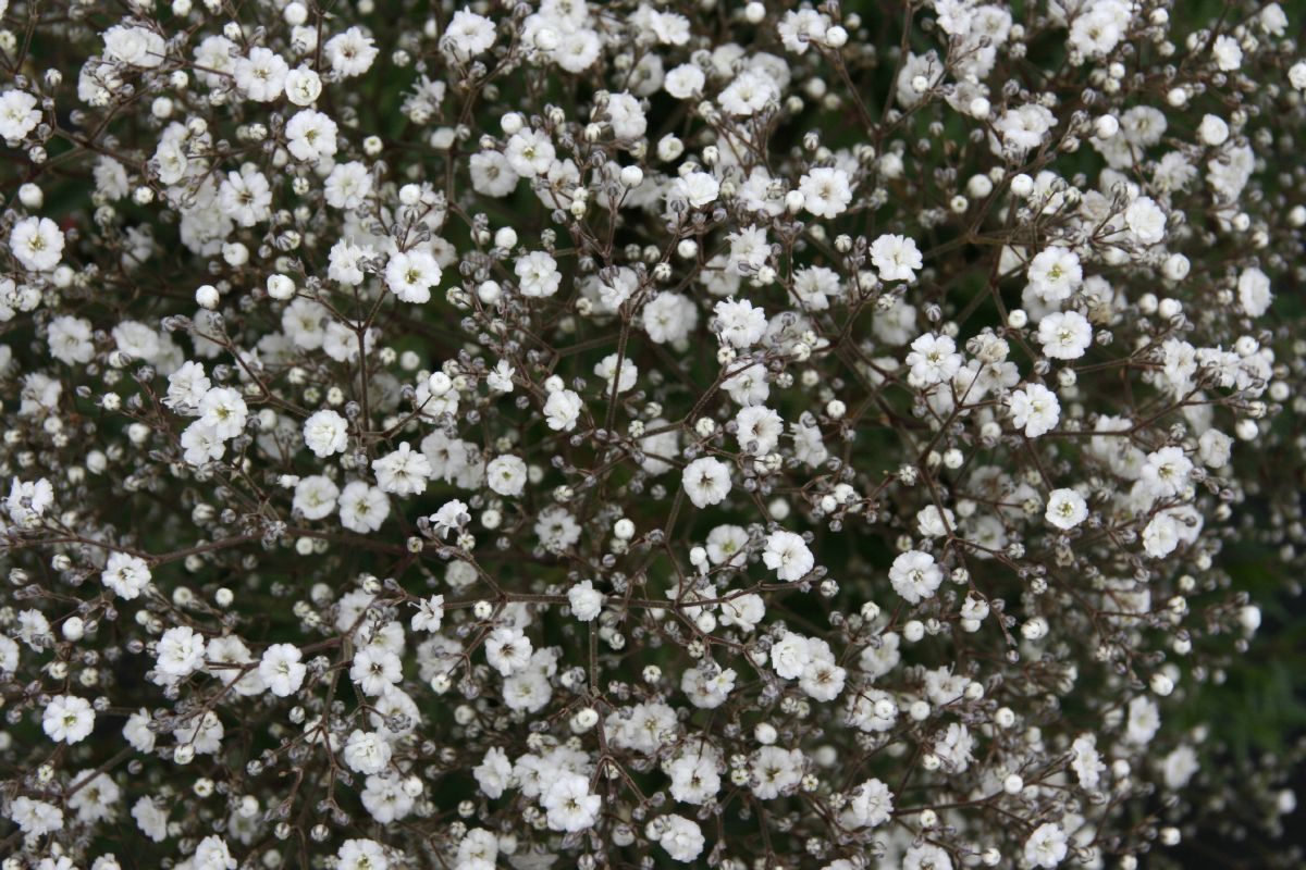 Schleierkraut Summer Sparkles