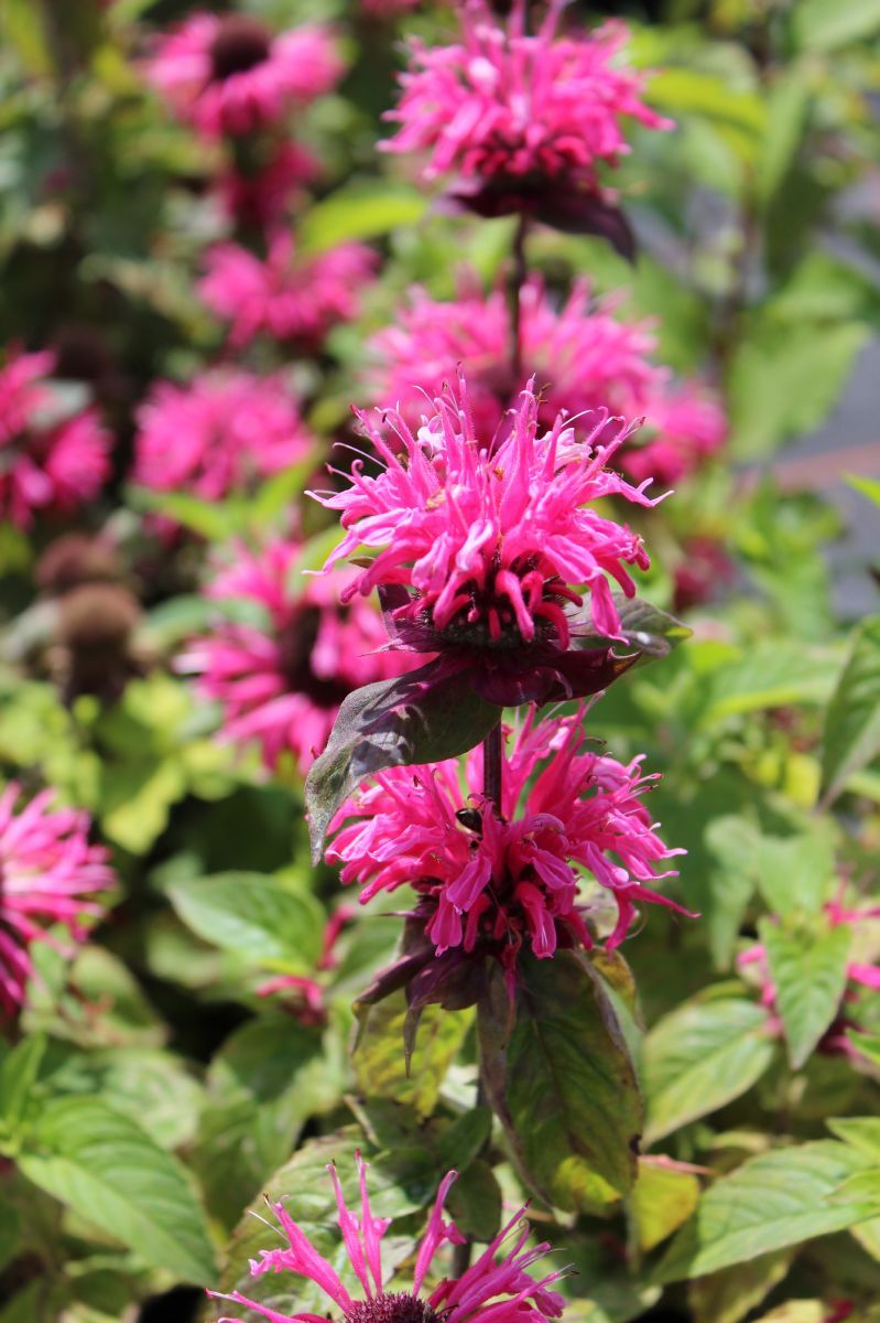 Goldmelisse, Indianernessel Pink Lace