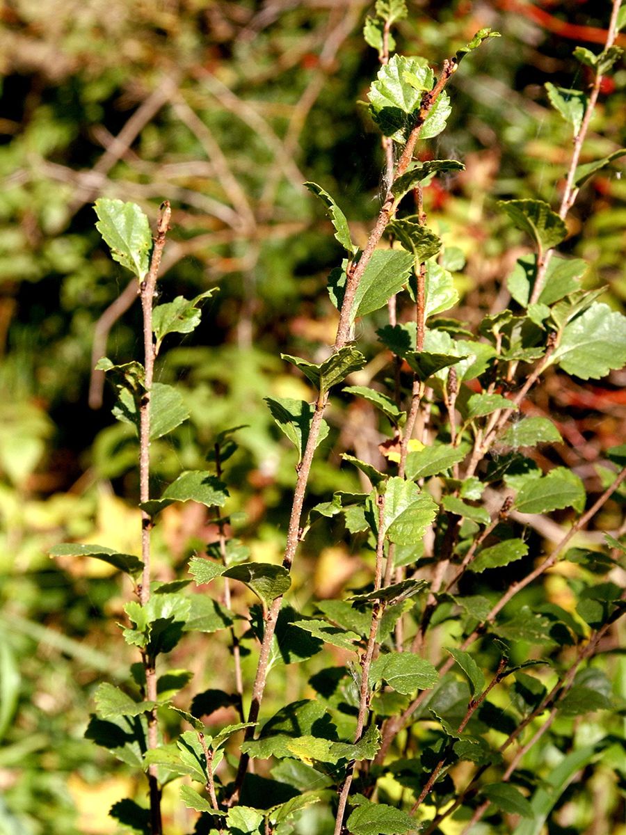 Strauchbirke Strauchbirke