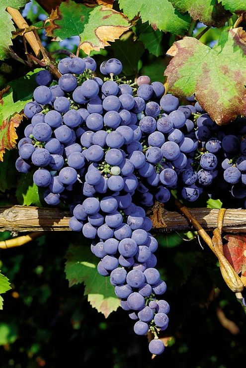 Magliasina Hausgartenrebe (anspruchslos, Americanorebe) Magliasina Hausgartenrebe (anspruchslos, Americanorebe)