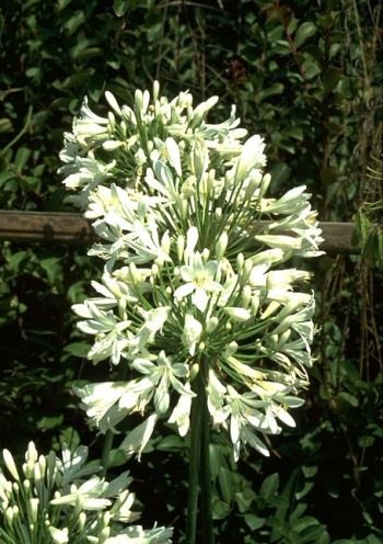Schmucklilie, Liebesblume Albus
