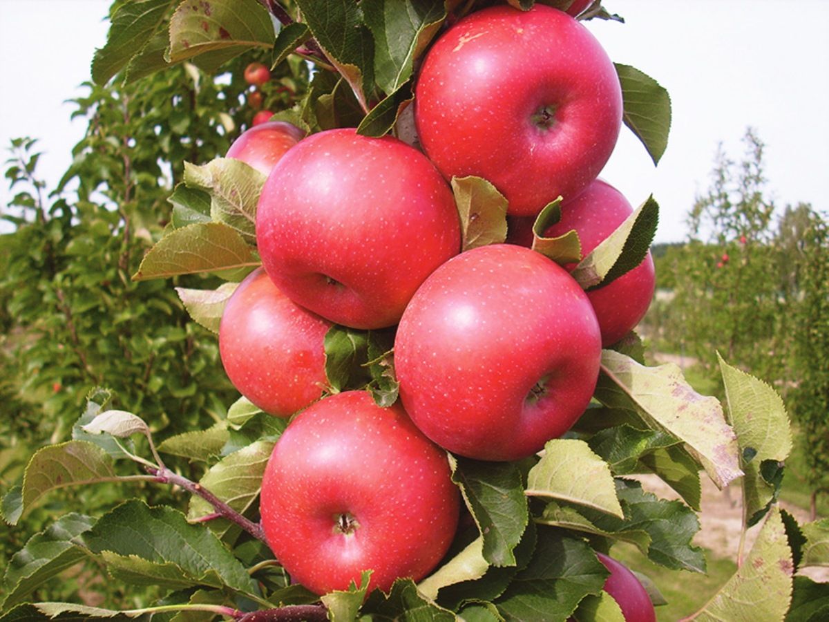 Säulenapfel Rumba® Säulenapfel Rumba®