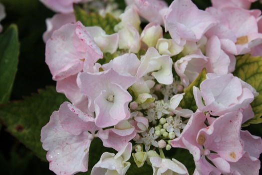 Gartenhortensie Hobella