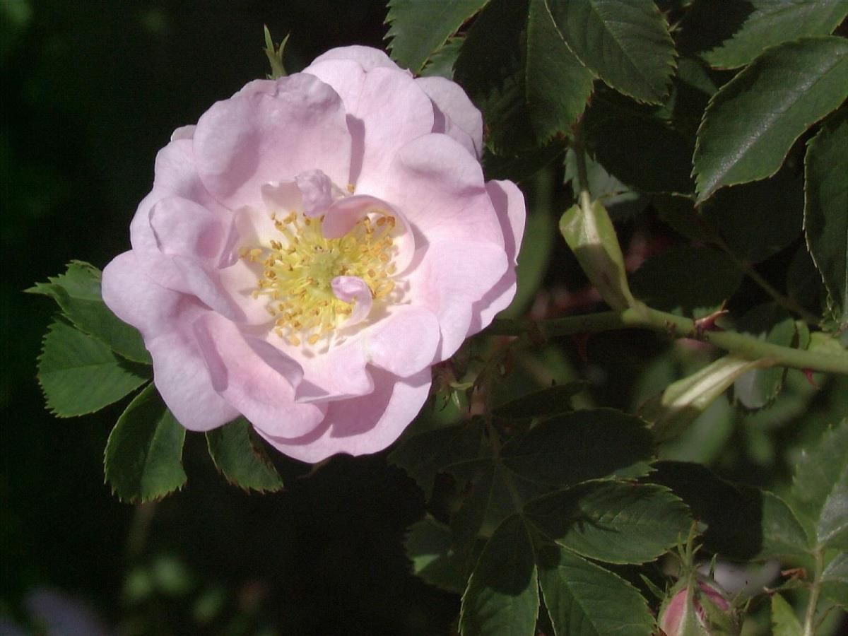 Ackerrose (Feldrose)