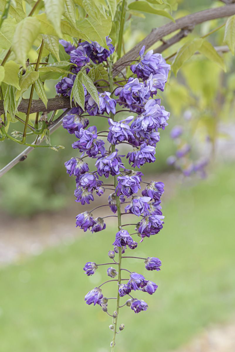 Gefüllter Blauregen Violacea Plena Gefüllter Blauregen Violacea Plena