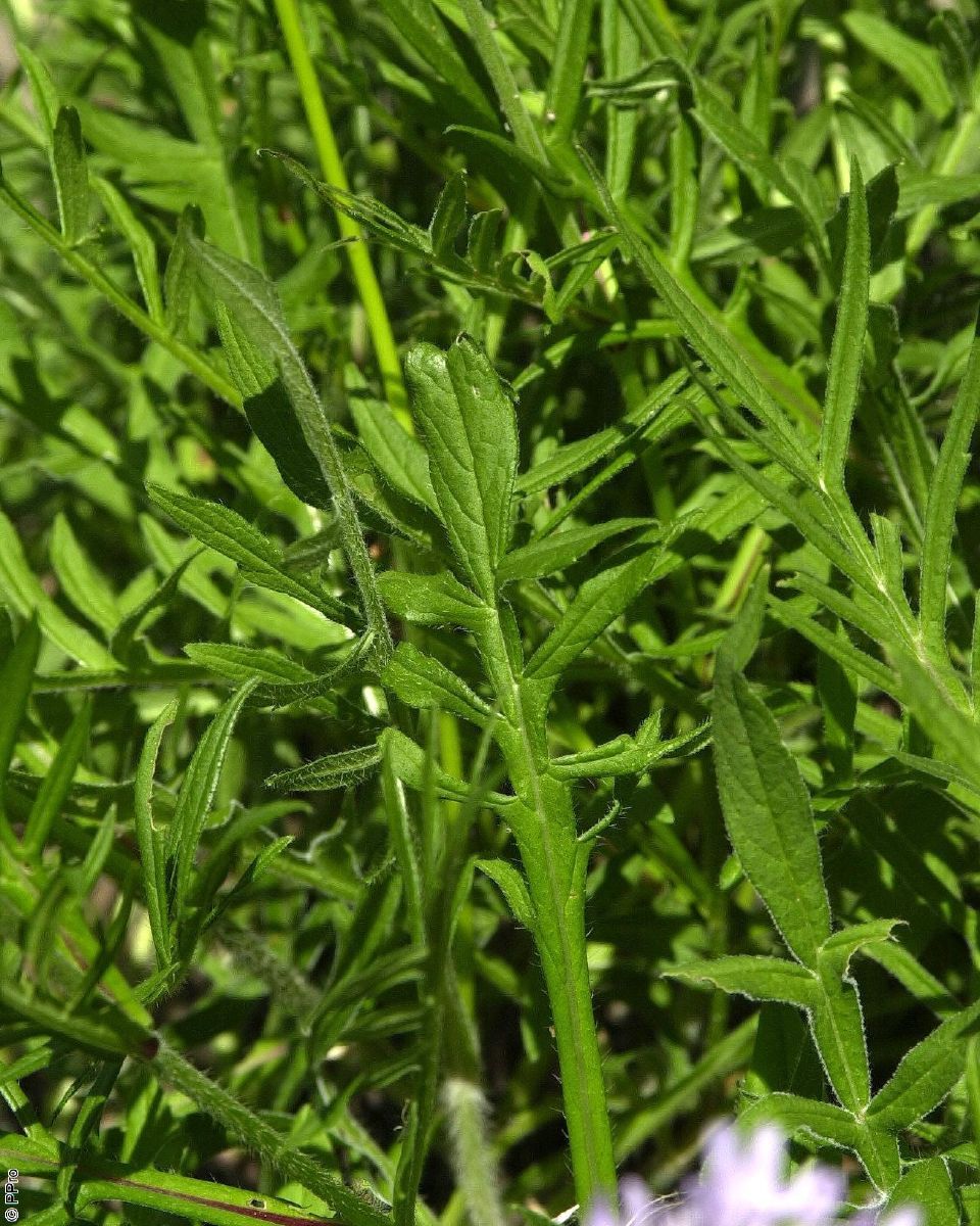 Feldwitwenblume
