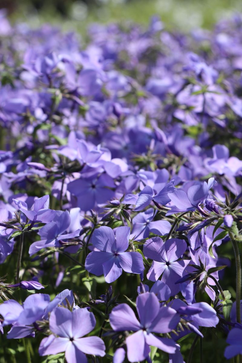 Wald-Phlox Blue Moon