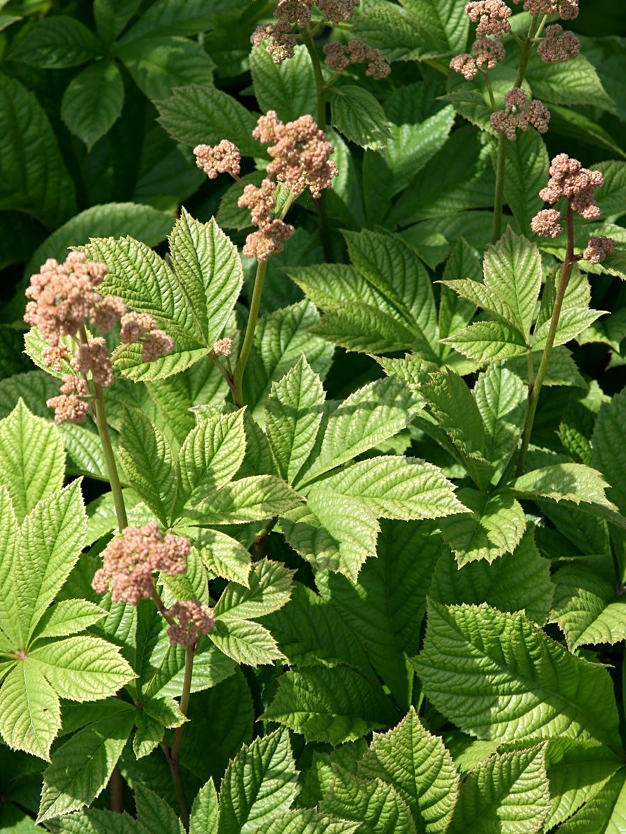 Schaublatt
