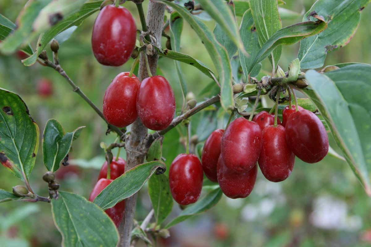 Tierlibaum Jolico