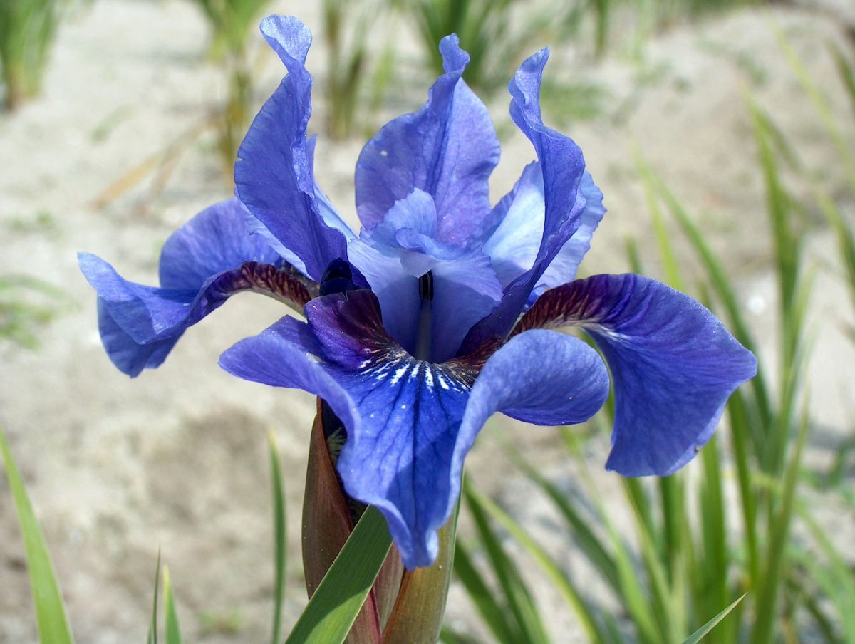 Sibirische Schwertlilie Blue Moon
