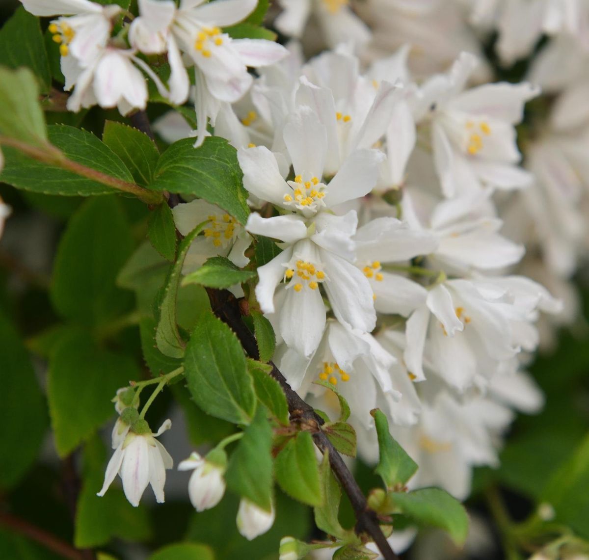 Zwergdeutzie Yuki Snowflake®