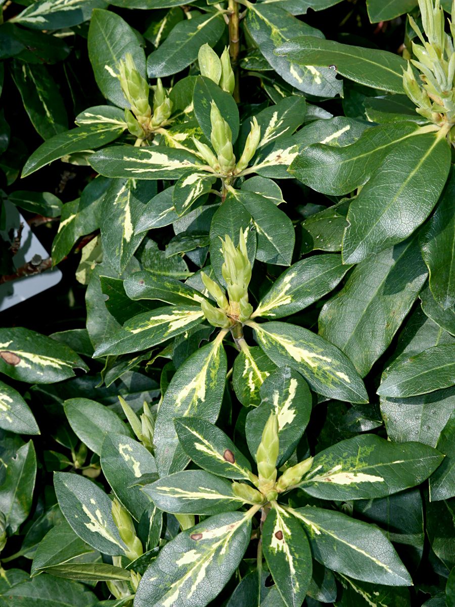 Rhododendron Goldflimmer