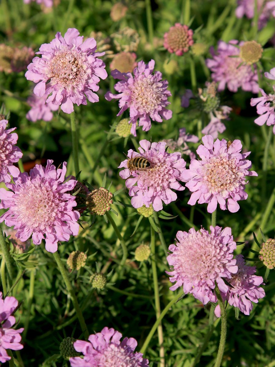 Taubenskabiose Pink Mist