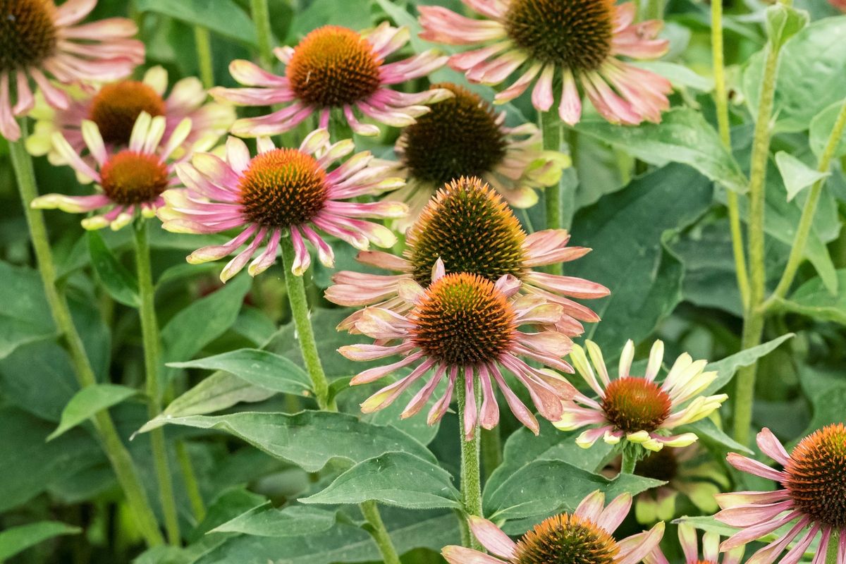 Sonnenhut Green Twister