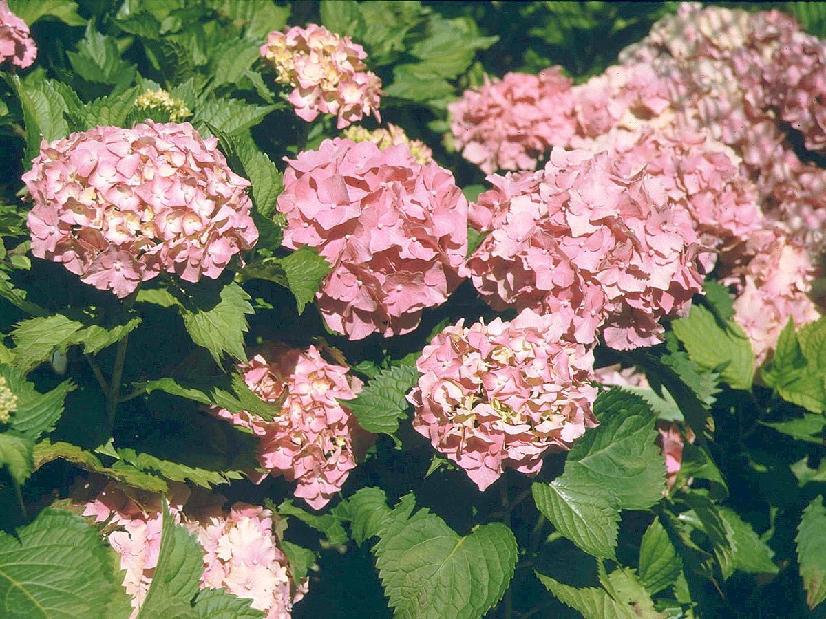Gartenhortensie Hamburg