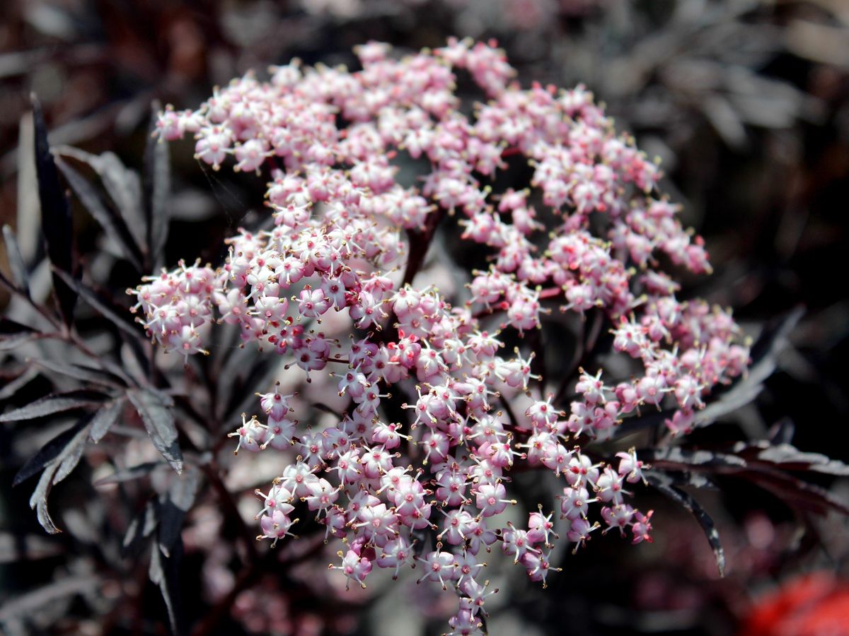 Farnblättriger Holunder Black Lace® Farnblättriger Holunder Black Lace®