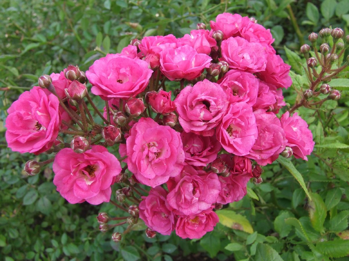 Dinky® Strauchrose Dinky® Strauchrose