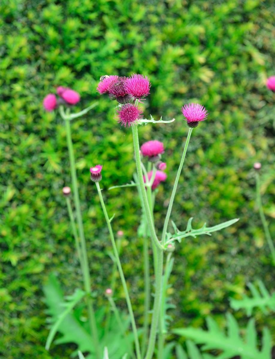 Purpurkratzdistel