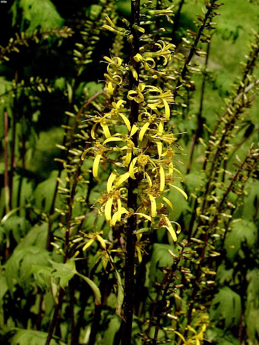 Goldkolben, Kreuzkraut Little Rocket
