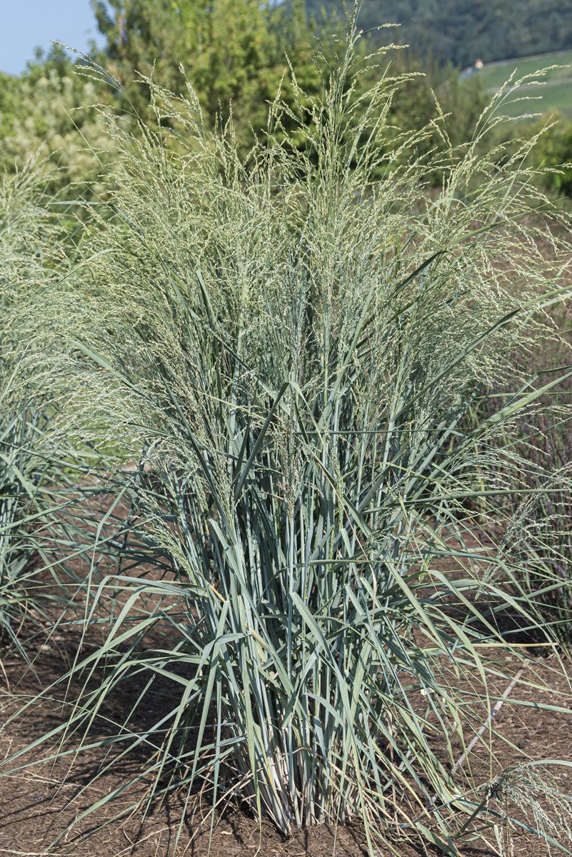 Rutenhirse Dewey Blue
