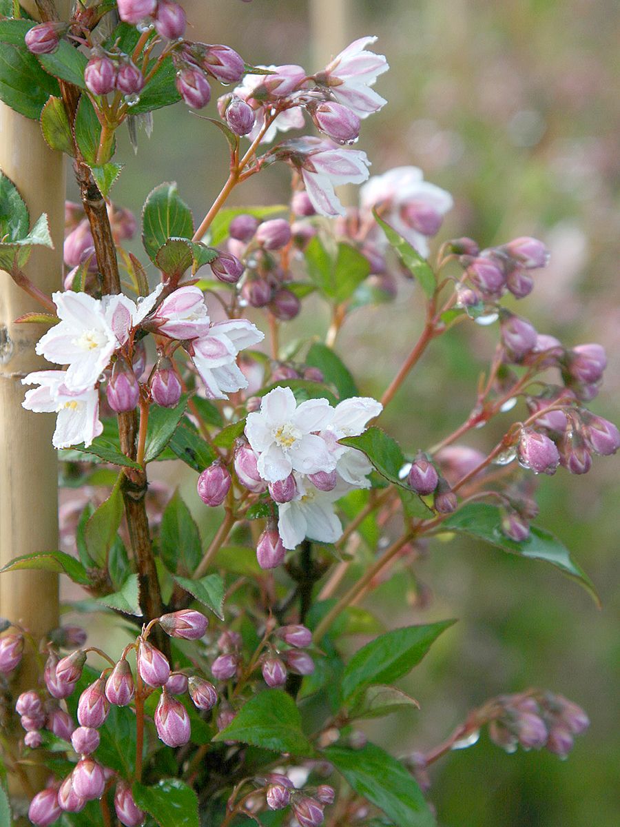 Deutzie Kalmiiflora