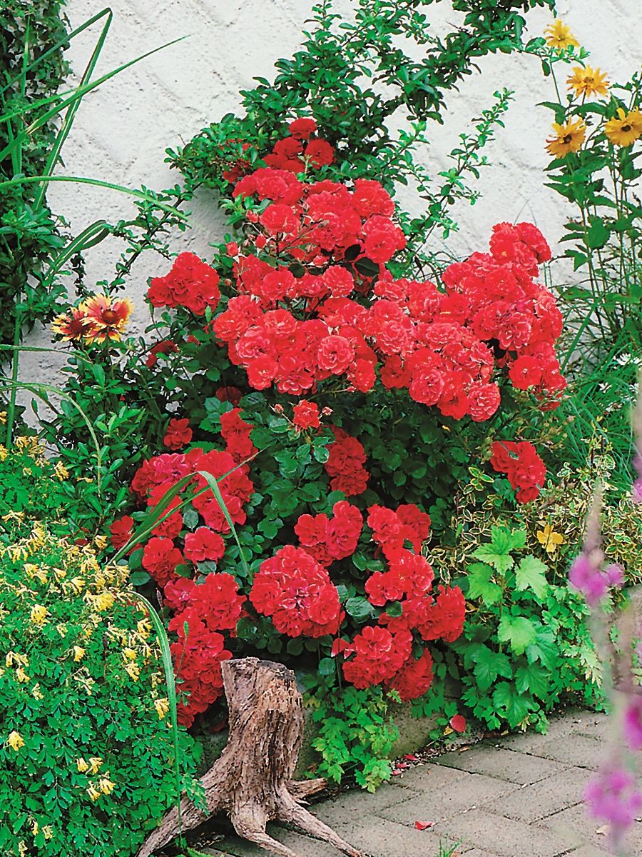 Orange Meillandina® Zwergrose