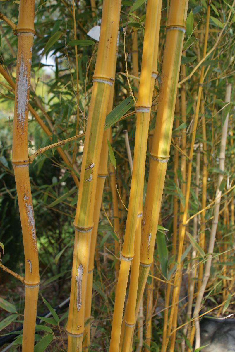 Goldrohrbambus aureocaulis