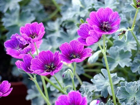 Storchschnabel Jolly Jewel Purple