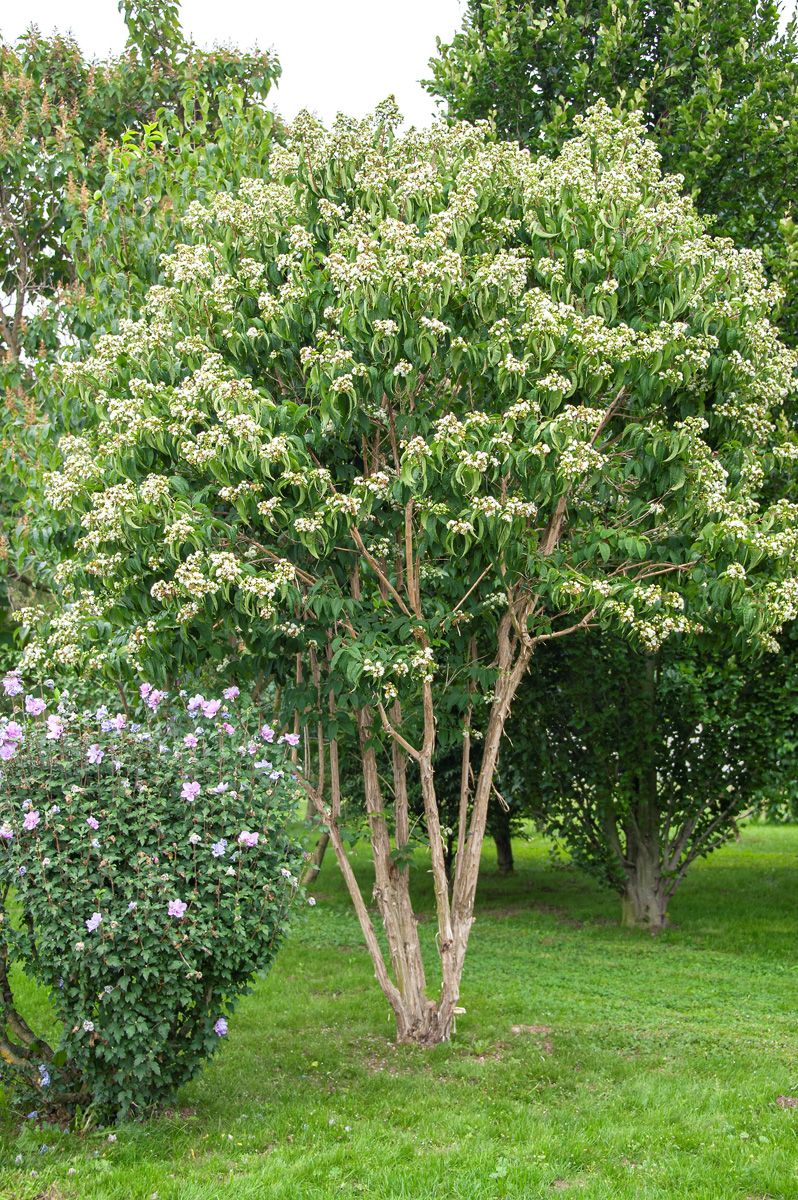 Sieben-Söhne-des-Himmels-Blume Sieben-Söhne-des-Himmels-Blume