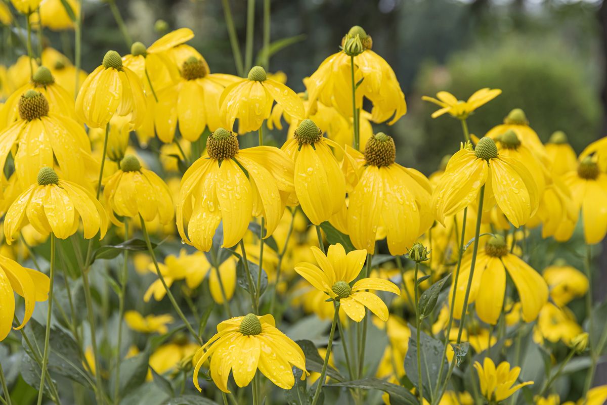 Sonnenhut Herbstsonne Sonnenhut Herbstsonne