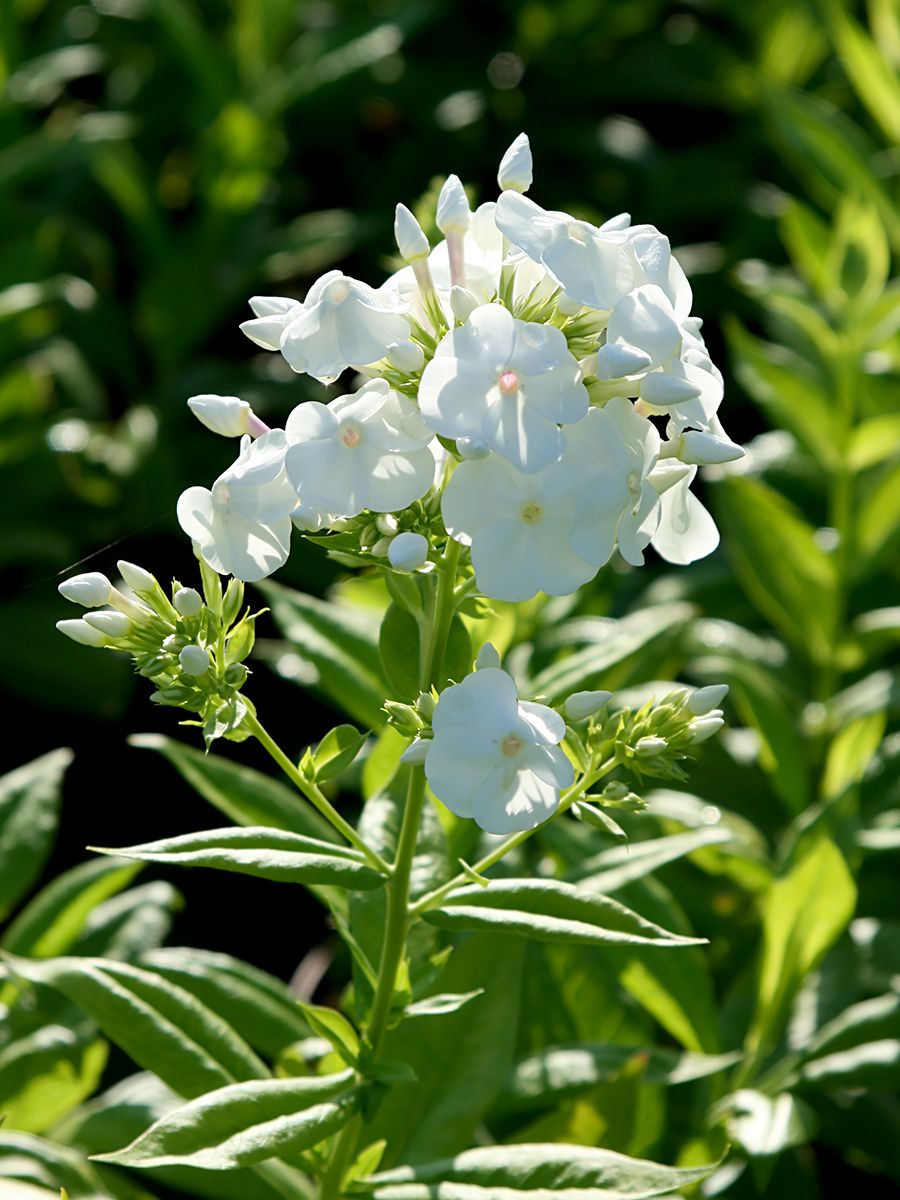 Flammenblume David Flammenblume David