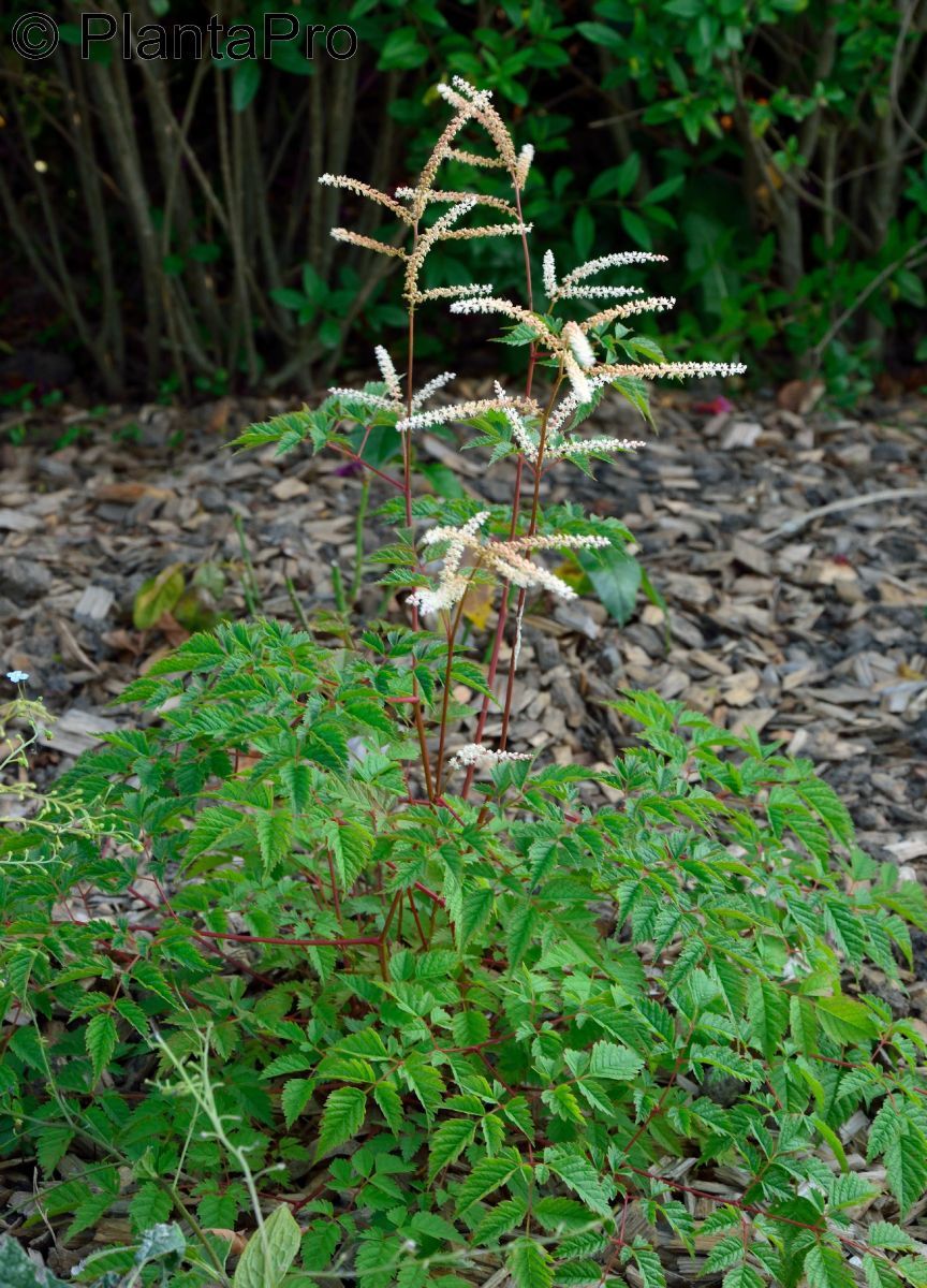 Grosser Geissbart Horatio Grosser Geissbart Horatio