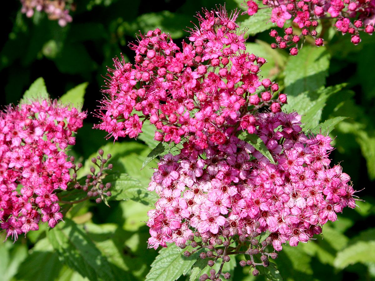 Rote Sommerspiere Anthony Waterer Rote Sommerspiere Anthony Waterer