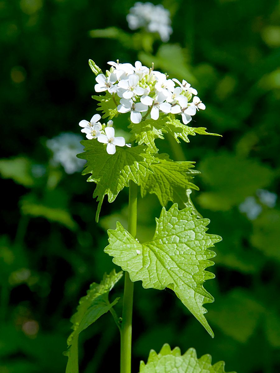 Knoblauchhederich, Knoblauchsrauke