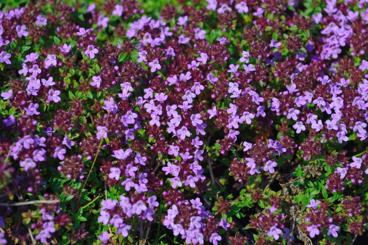 Kümmel Thymian