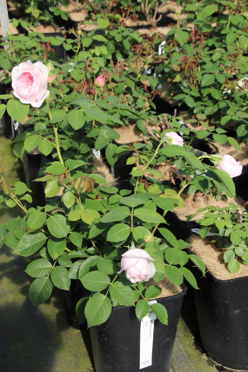 Olivia Rose Austin® Englische Strauchrose