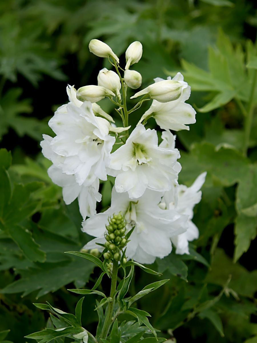Rittersporn Galahad