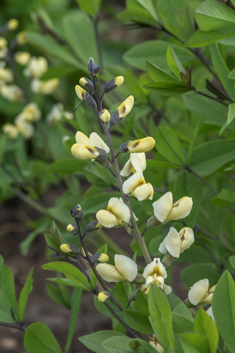 Indigolupine Vanilla Cream®