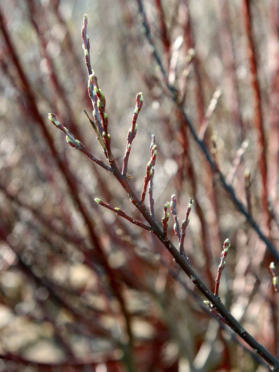 Rosmarinweide Angustifolia Rosmarinweide Angustifolia