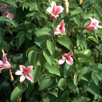 Waldrebe Duchess of Albany